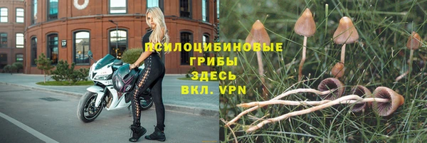 ПСИЛОЦИБИНОВЫЕ ГРИБЫ Новокубанск