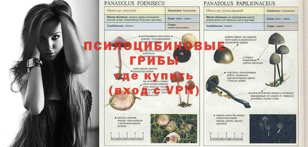 ПСИЛОЦИБИНОВЫЕ ГРИБЫ Новокубанск